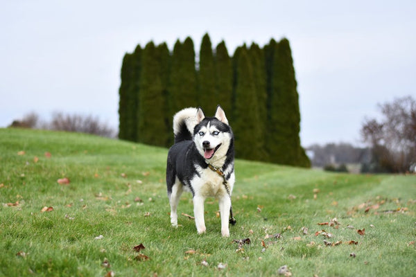Best Dog Anxiety Vest for Siberian Huskys: 2026 Guide