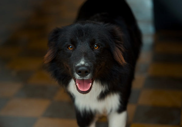 Best Automatic Pet Feeder for Border Collies: 2026 Guide
