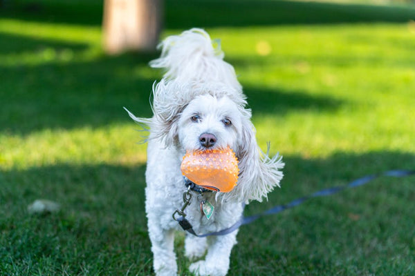 Best Interactive Dog Toys for Poodles: 2026 Guide