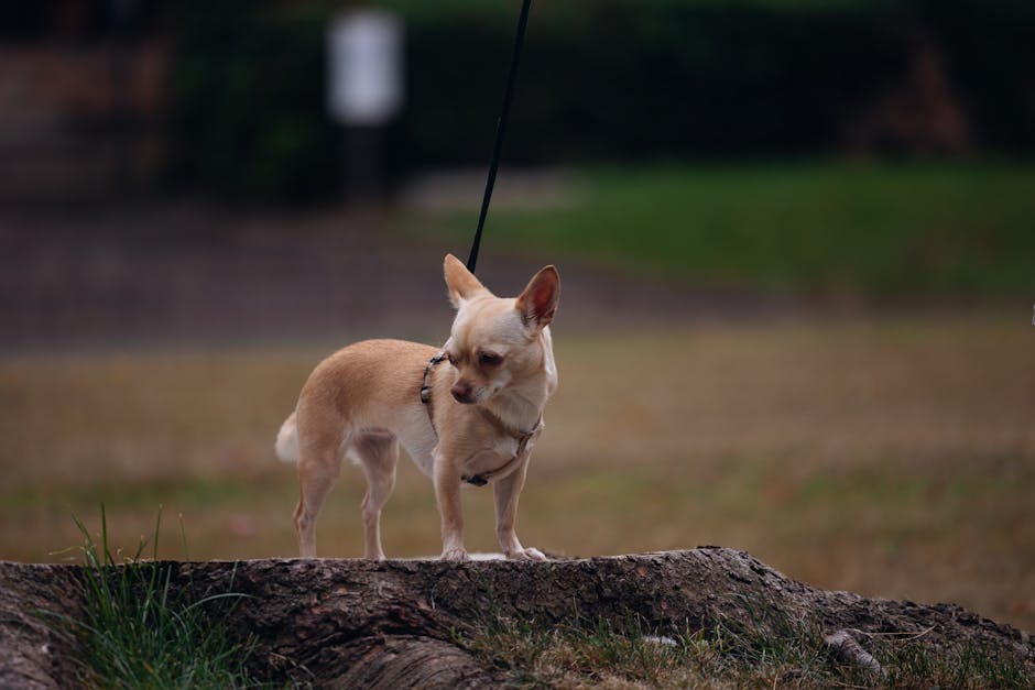 Best Dog Anxiety Vest for Chihuahuas: 2026 Guide