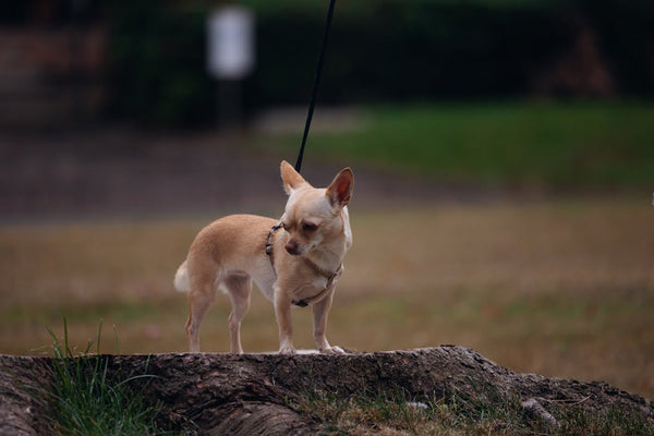 Best Dog Anxiety Vest for Chihuahuas: 2026 Guide