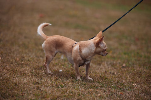 Spring 2026 Chihuahua Leash Safety: Ragnor Recommends