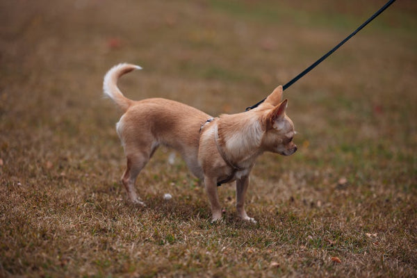 Spring 2026 Chihuahua Leash Safety: Ragnor Recommends