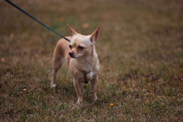 Best Dog Leash for Chihuahuas: 2026 Guide