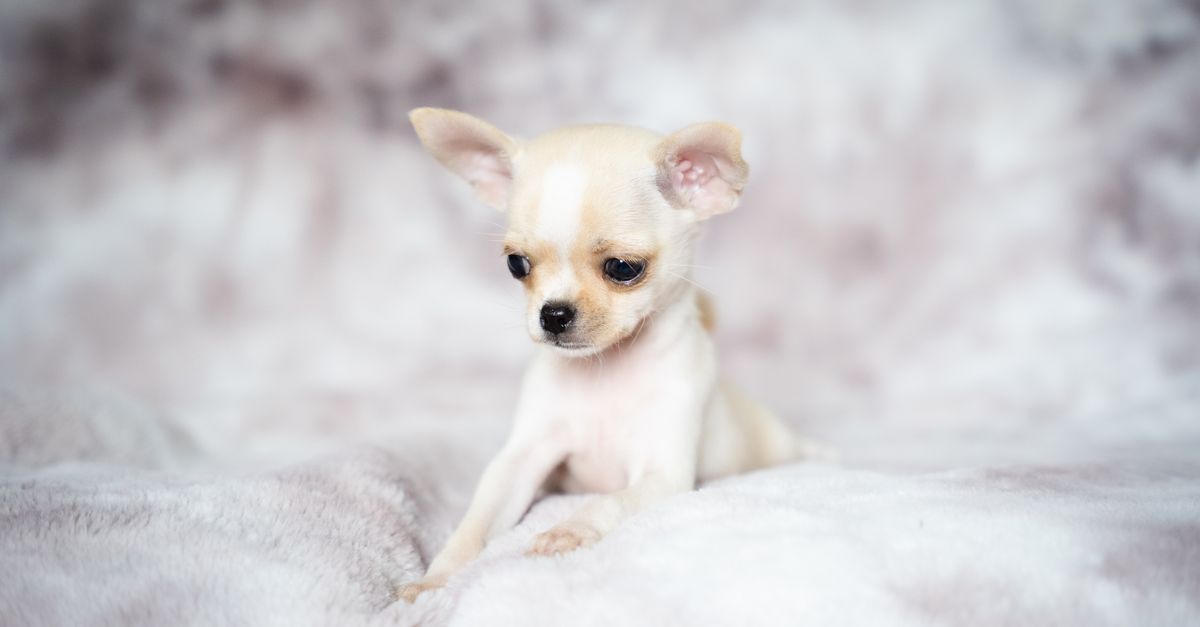 Autumn Puppy Potty Training