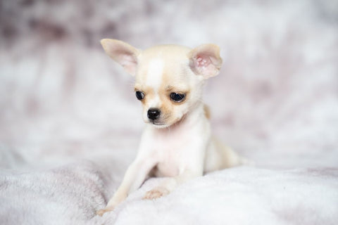 Autumn Puppy Potty Training