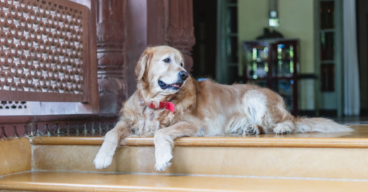 Spotting Dog Health Issues