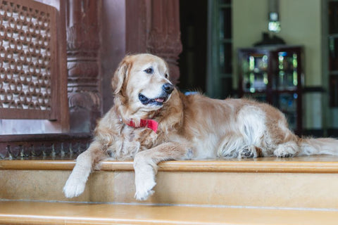 Spotting Dog Health Issues