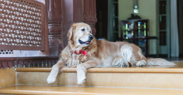 Spotting Dog Health Issues