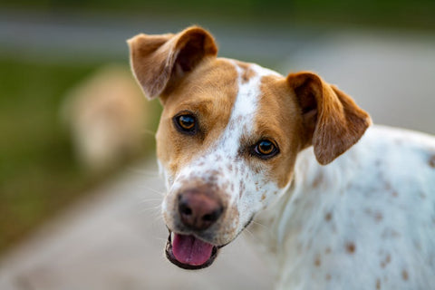 Dog UTI Signs: What to Look For & How to Act Fast