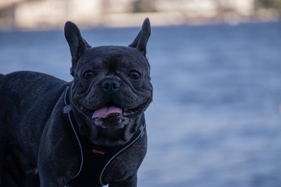 Best No-Pull Dog Harness for French Bulldogs: 2026 Guide