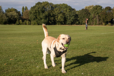 Automatic Ball Launcher: Is it Worth Your Dog's Excitement?