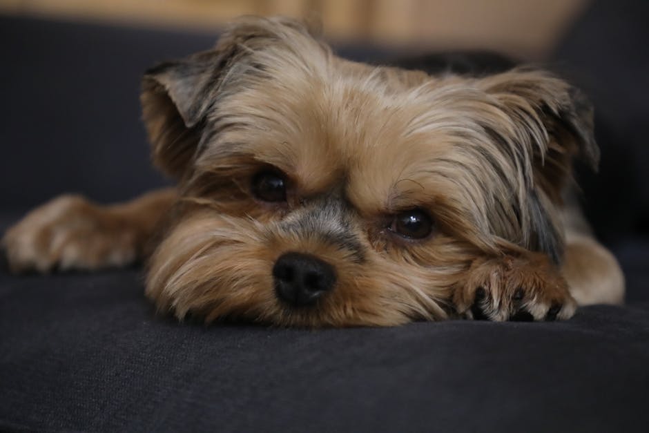 Best Pet Water Fountain for Yorkshire Terriers: 2026 Guide