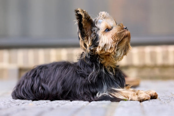 Best Portable Pet Water Bottle for Yorkshire Terriers: 2026 Guide
