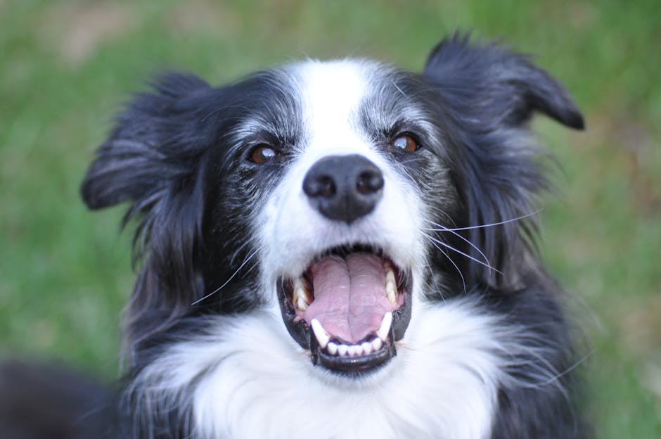 Best Dog Travel Backpack for Border Collies: 2026 Guide