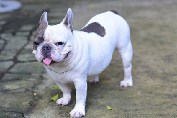 Best Pet Water Fountain for Bulldogs: 2026 Guide