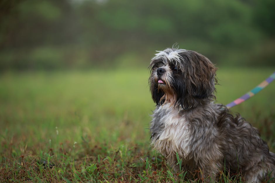 Best Portable Pet Water Bottle for Shih Tzus: 2026 Guide