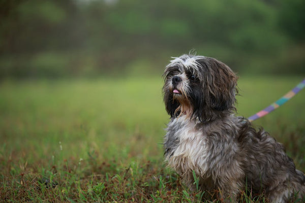 Best No-Pull Dog Harness for Shih Tzus: 2026 Guide