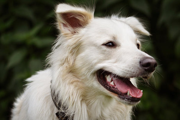 Flying with Your Dog: Ragnor's 2026 Spring Safety Guide