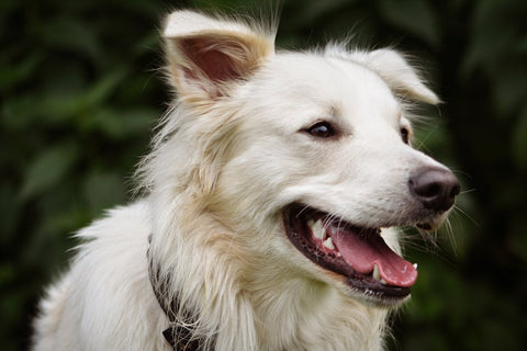 Pee Pad Alarms: Can They Really Spot Your Dog's UTI?