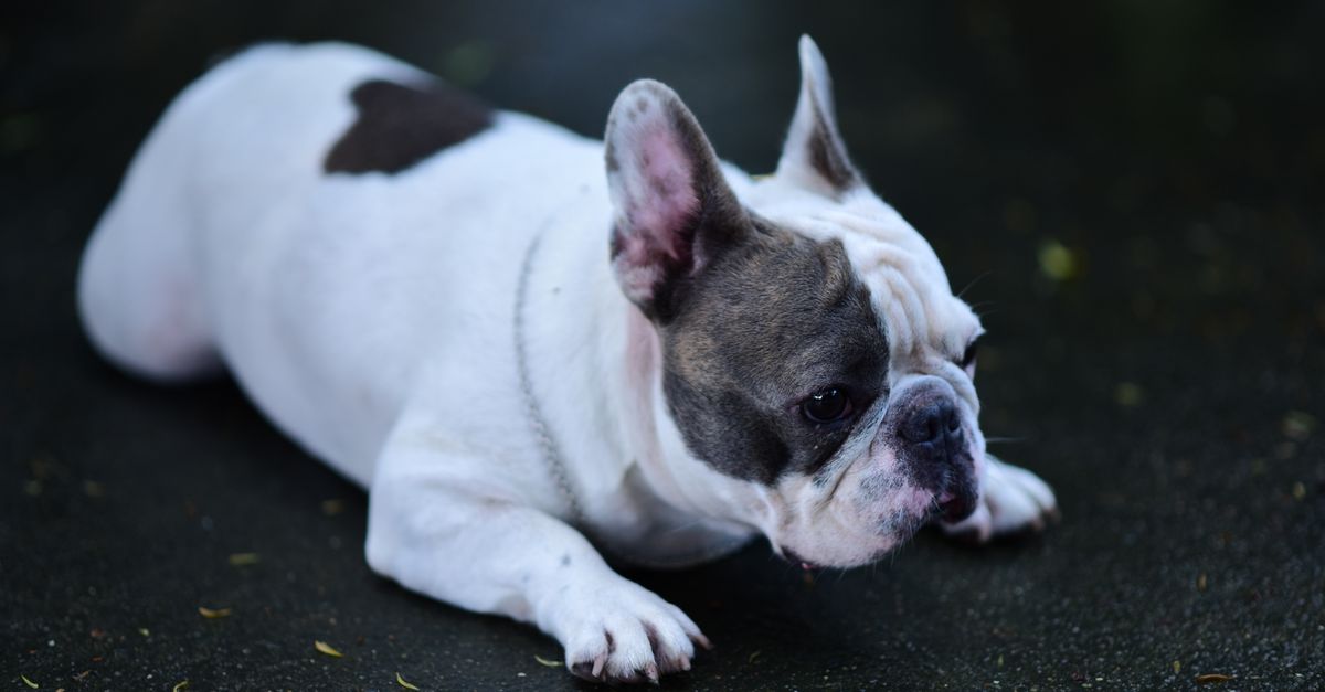 Summer Dog Safety