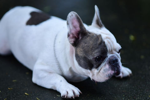 Summer Dog Safety