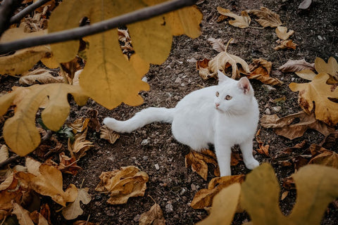UTI Detection Cat Litter: A Gimmick or a Game-Changer?