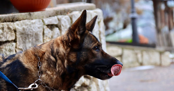 Anxious Dog? : A Calming Bed That Actually Works