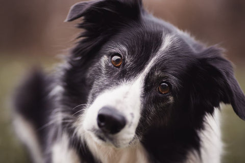 Unleash Their Inner Athlete: Backyard Dog Agility Secrets