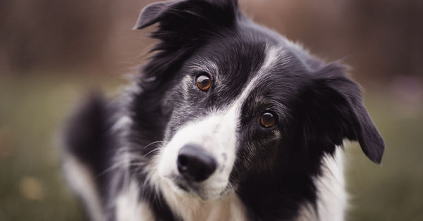 Unleash Their Inner Athlete: Backyard Dog Agility Secrets