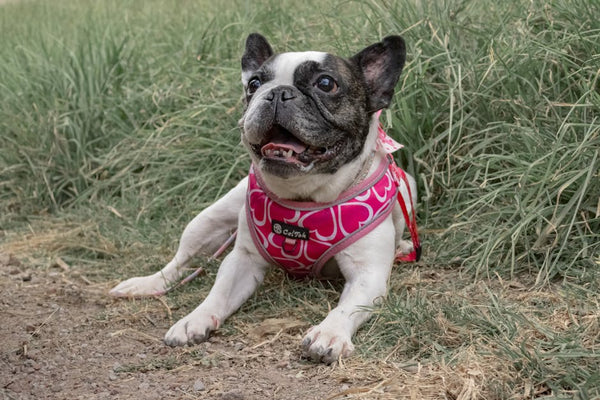 Best No-Pull Dog Harness for Bulldogs: 2026 Guide