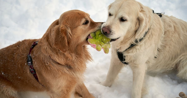 Summer Dog Games: Beyond Fetch