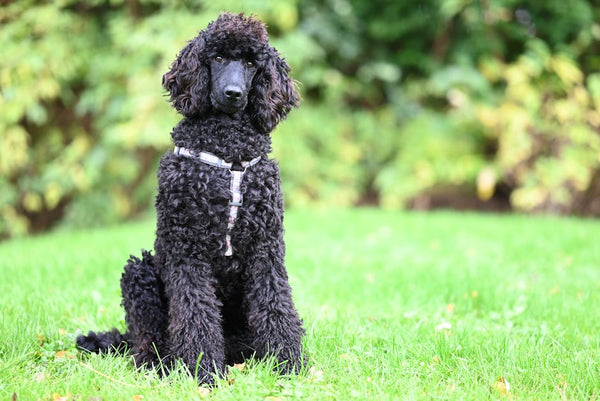 Best Portable Pet Water Bottle for Poodles: 2026 Guide