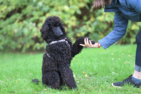 Autumn Dog Nail Care: Ditching the Drama & Embracing Healthy Paws