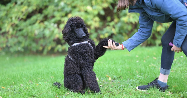 Autumn Dog Nail Care: Ditching the Drama & Embracing Healthy Paws