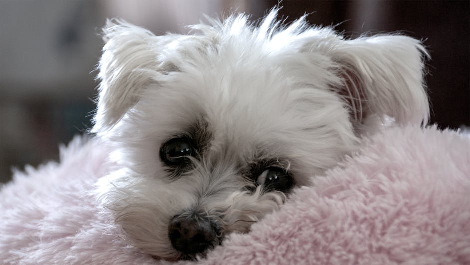 Best Interactive Dog Toys for Malteses: 2026 Guide