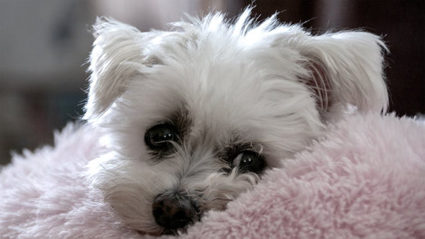 Best Interactive Dog Toys for Malteses: 2026 Guide