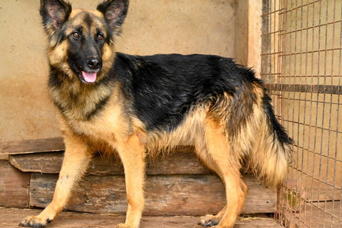 Home Monitoring for Dog Health - Why It Matters