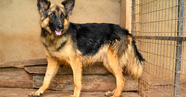 Home Monitoring for Dog Health - Why It Matters