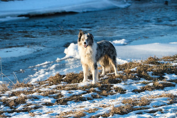 Best Pet Water Fountain for Border Collies: 2026 Guide
