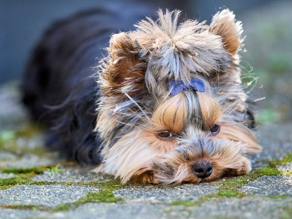 Best Automatic Pet Feeder for Yorkshire Terriers: 2026 Guide