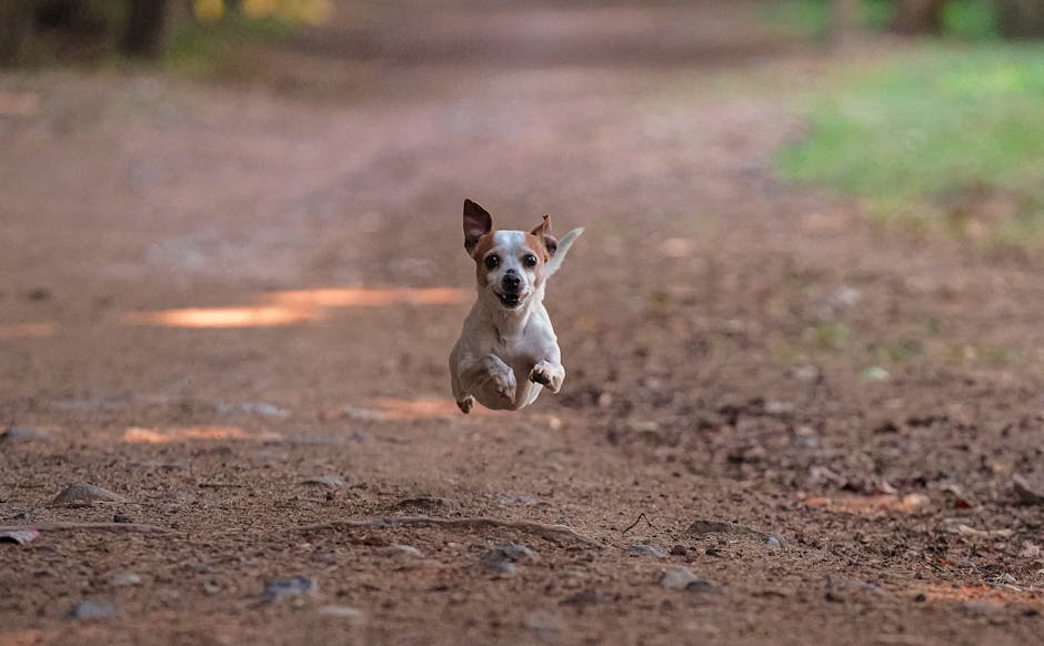 Why Your Anxious Dog Jumps — And How to Build Their Confidence