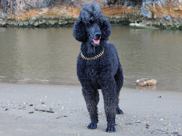 Best Pet Water Fountain for Poodles: 2026 Guide