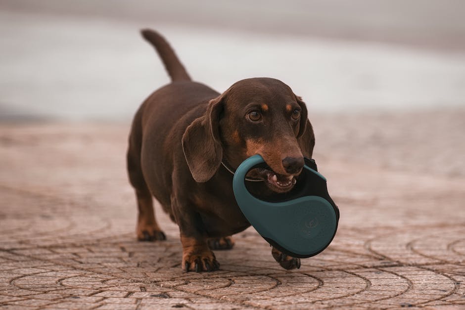 Best Interactive Dog Toys for Dachshunds: 2026 Guide