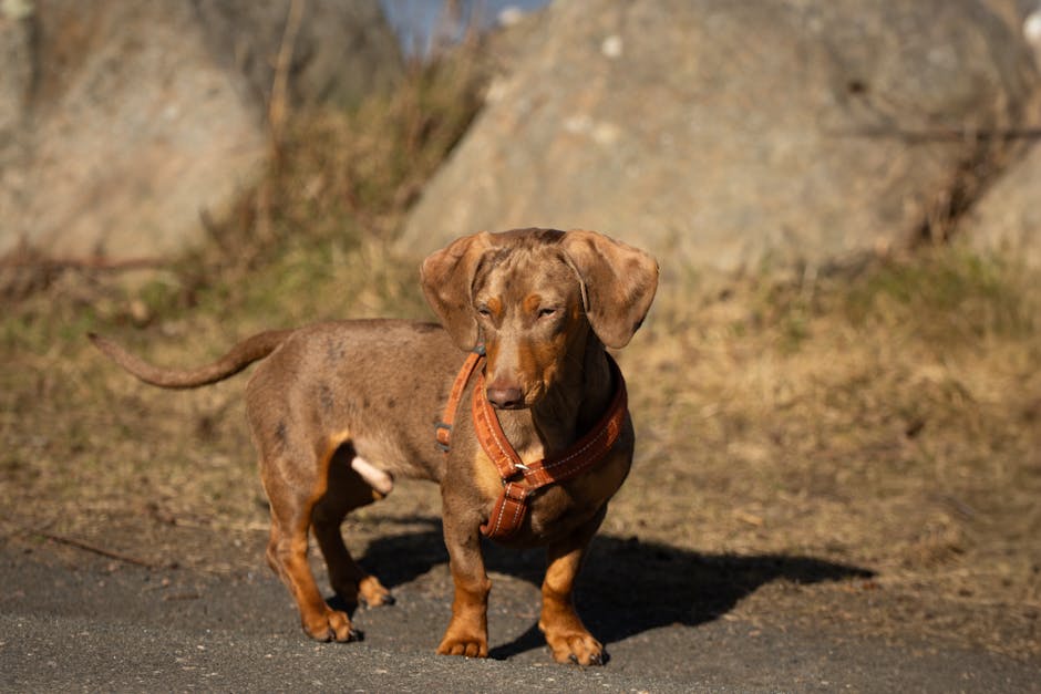 Best No-Pull Dog Harness for Dachshunds: 2026 Guide