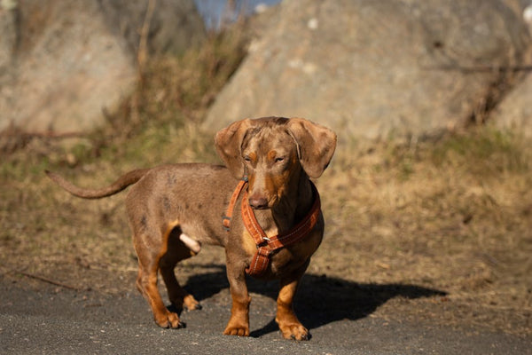 Best No-Pull Dog Harness for Dachshunds: 2026 Guide