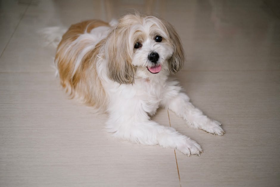 Best Pet Water Fountain for Shih Tzus: 2026 Guide