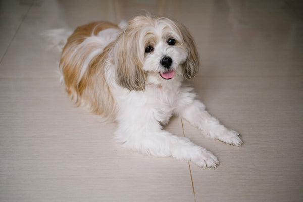 Best Pet Water Fountain for Shih Tzus: 2026 Guide