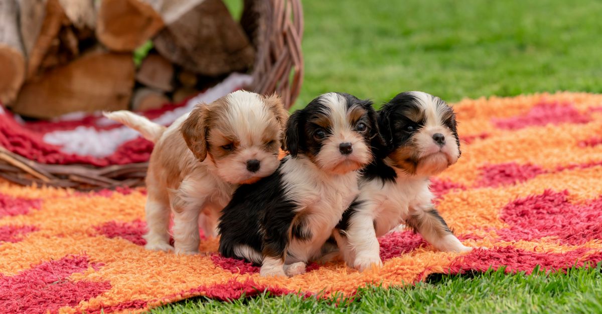 Dog Pee Color: What It's Telling You (And What to Do)