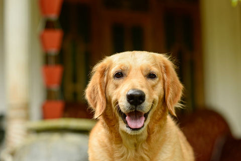 Summer Dog Fun